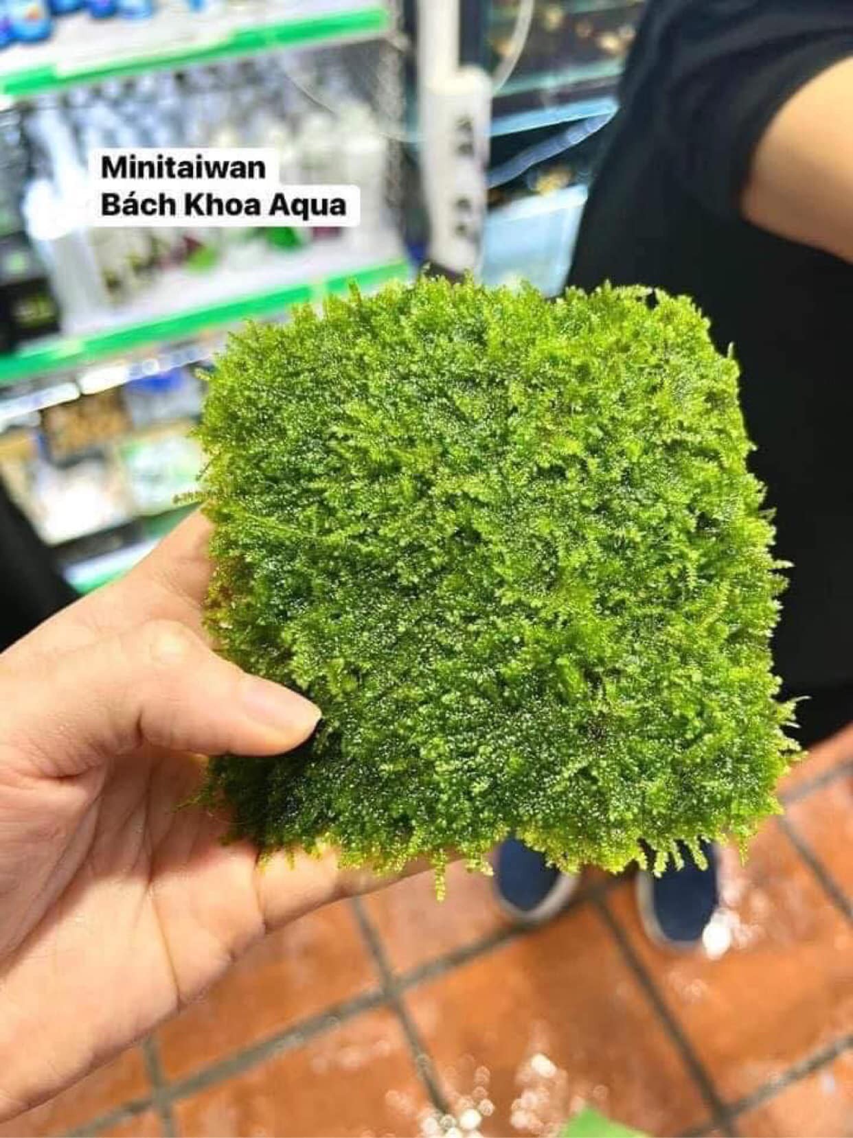 Rêu Mini Taiwan